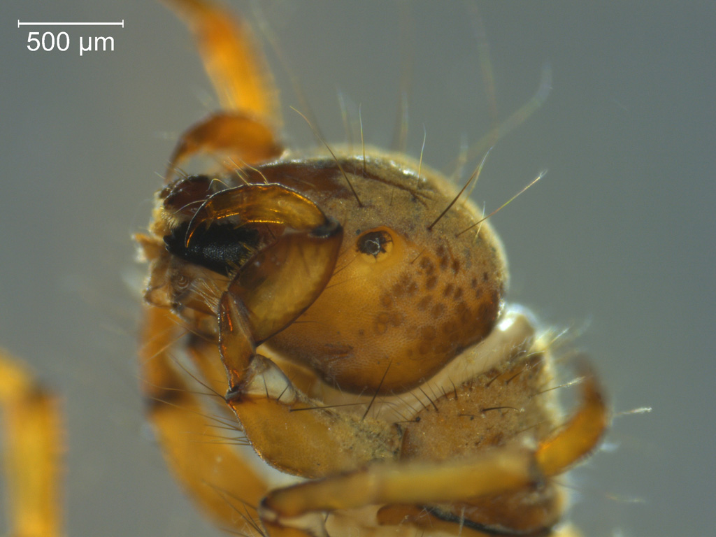 Limnephilus extricatus